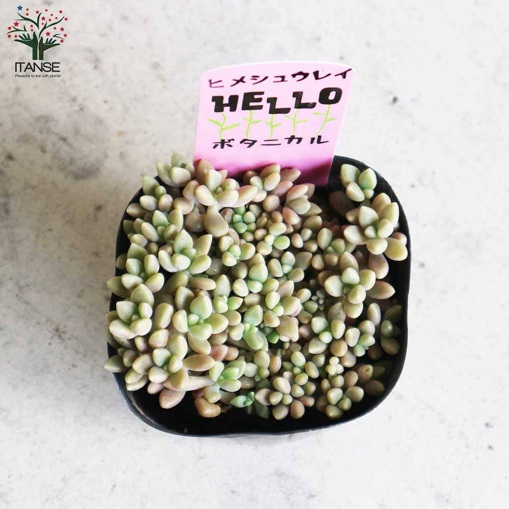 姫秋麗 (ヒメシュウレイ) 【多肉植物 3号ポット】｜ 【植物の