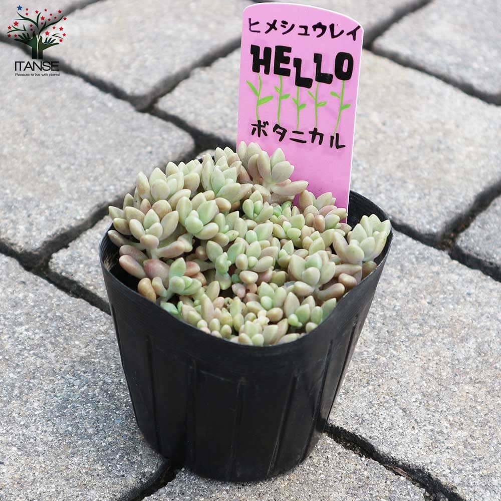 ご確認用　多肉姫秋麗 ご確認用 多肉姫秋麗 ご確認用 多肉姫秋麗 多肉植物】 『