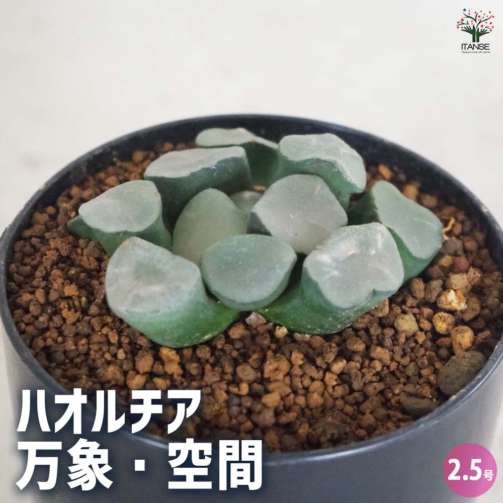 ハオルチア(赤) 万象・空間 【多肉植物 2.5号ポット／1個売り