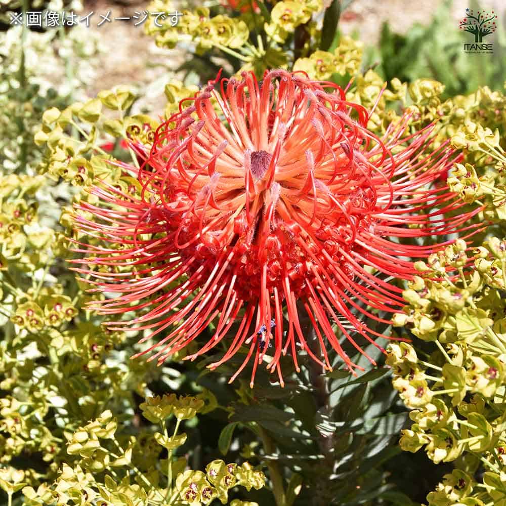 リューコスペルマム カーニバルレッド 【花木苗 5号鉢／1個売り