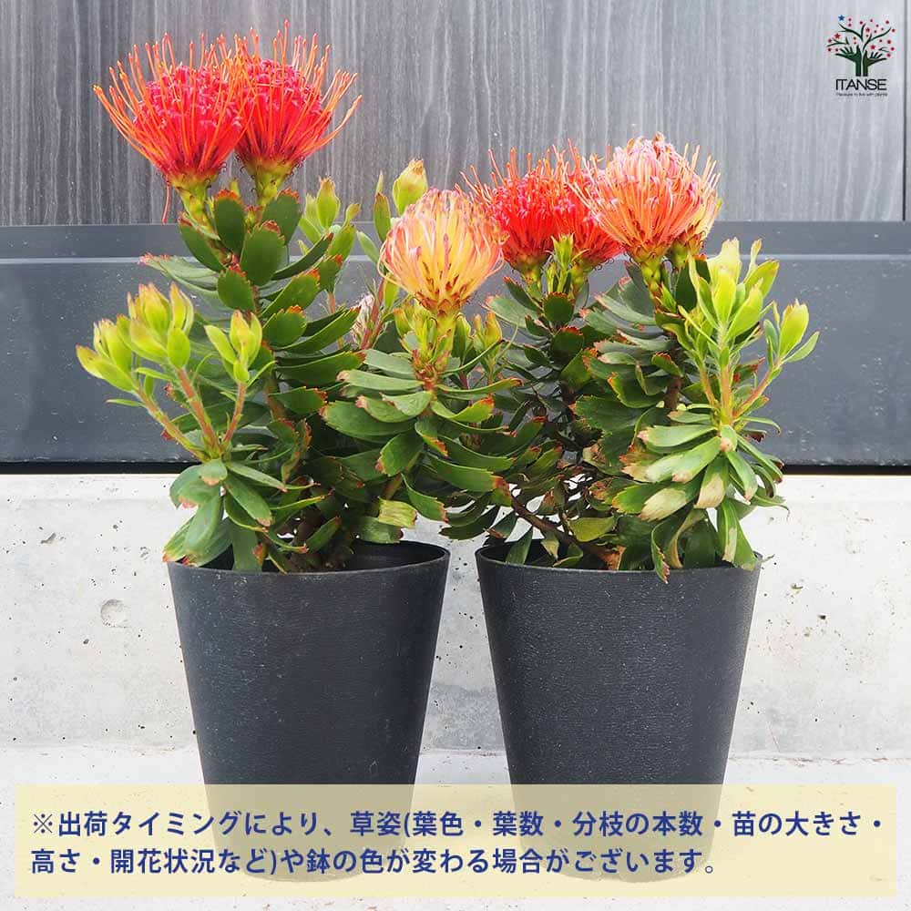 リューコスペルマム カーニバルレッド 【花木苗 5号鉢／1個売り
