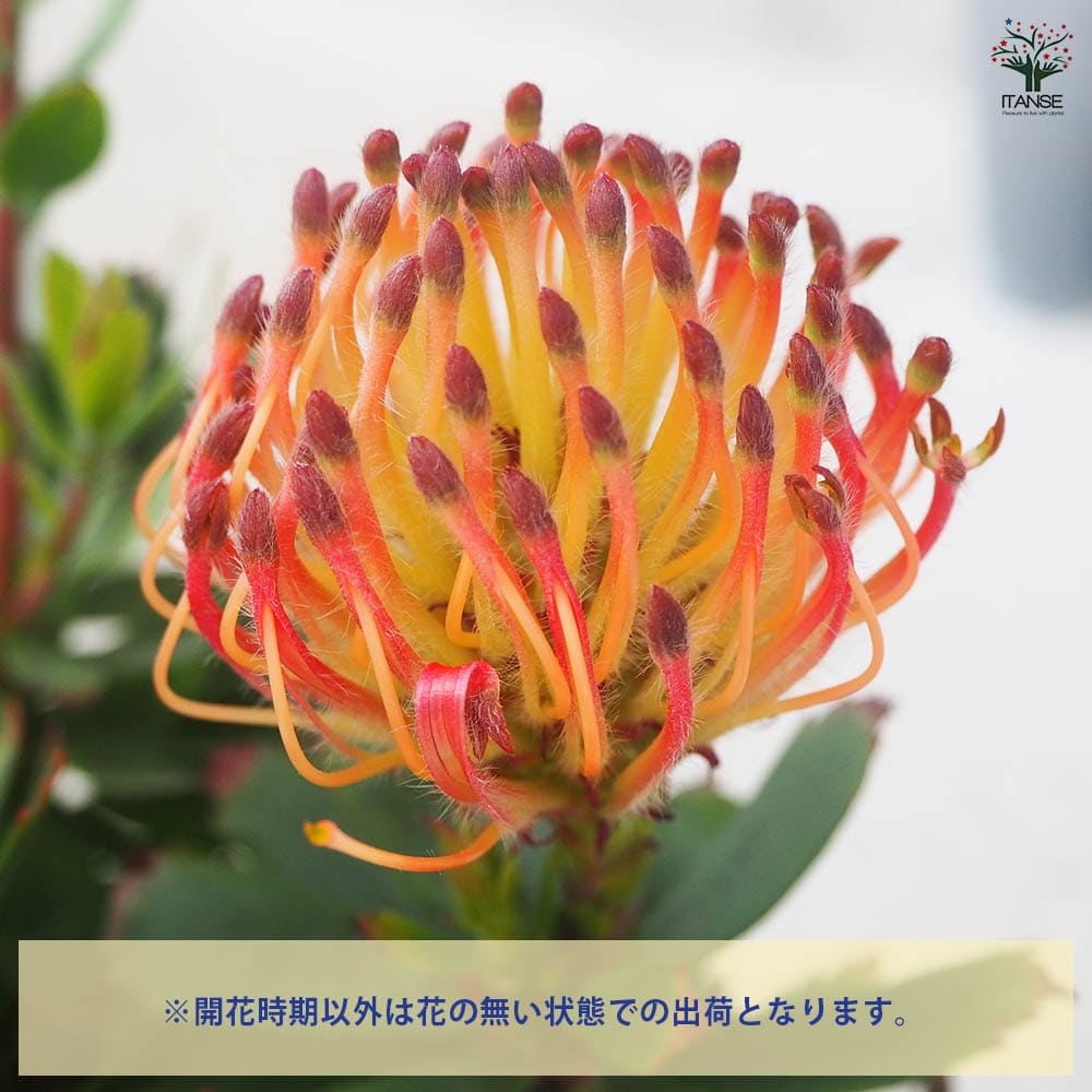 花芽付　リューコスペルマム　カーニバル リューコスペルマム カーニバルレッド 【花木苗 5号鉢／1個売り