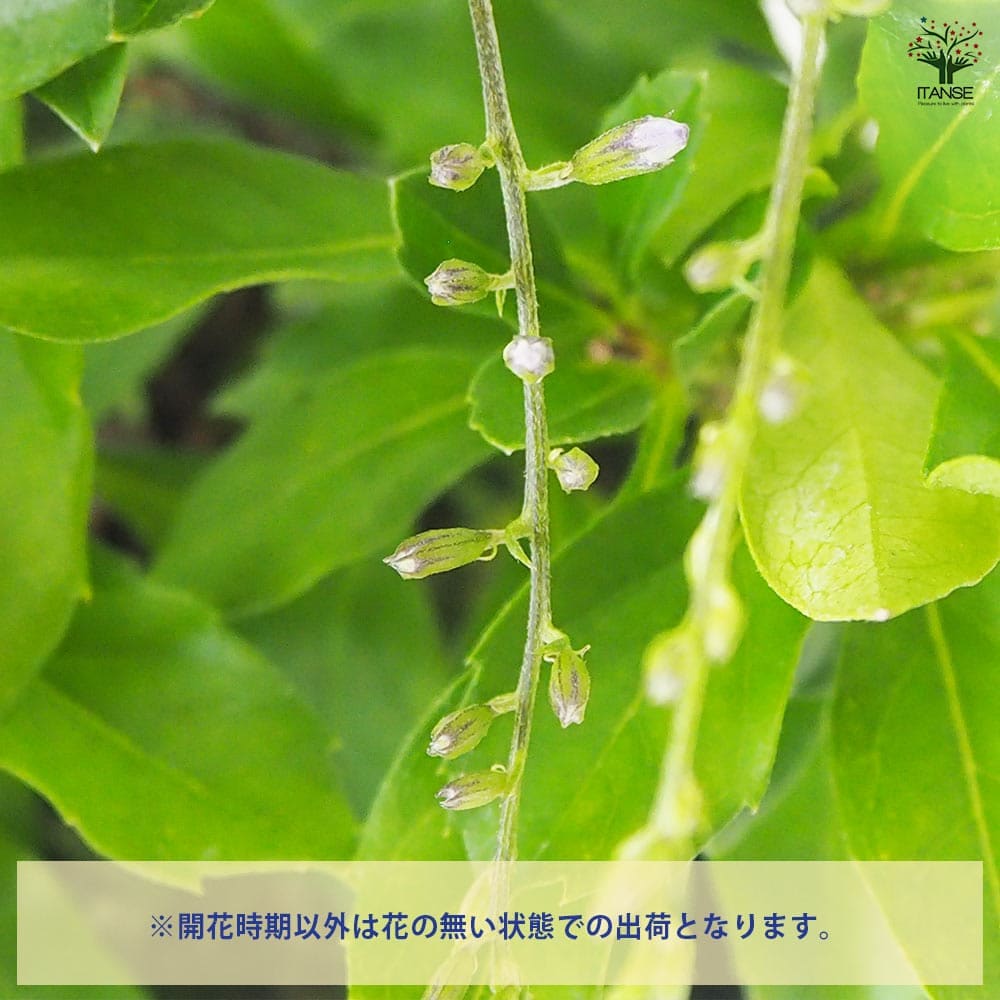 デュランタ 宝塚 【花木苗 3.5号ポット】｜ 【植物のITANSE