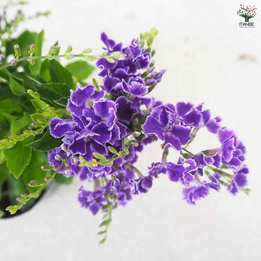 デュランタ宝塚⭐️挿し木【❸】根付き苗１本 デュランタ 宝塚 【花木苗 3.5号ポット】｜ 【植物の