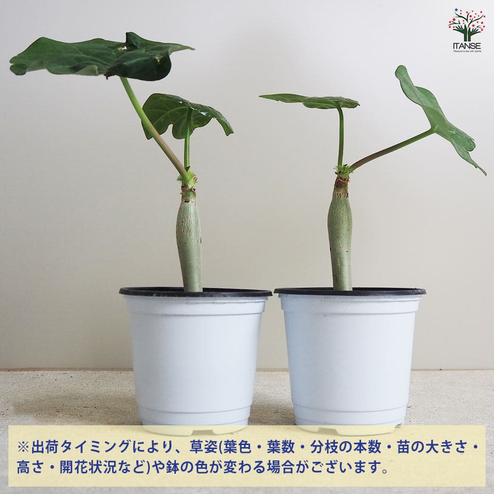 ヤトロファ セネガル産 Sサイズ 【観葉植物 Sサイズポット／1個売り