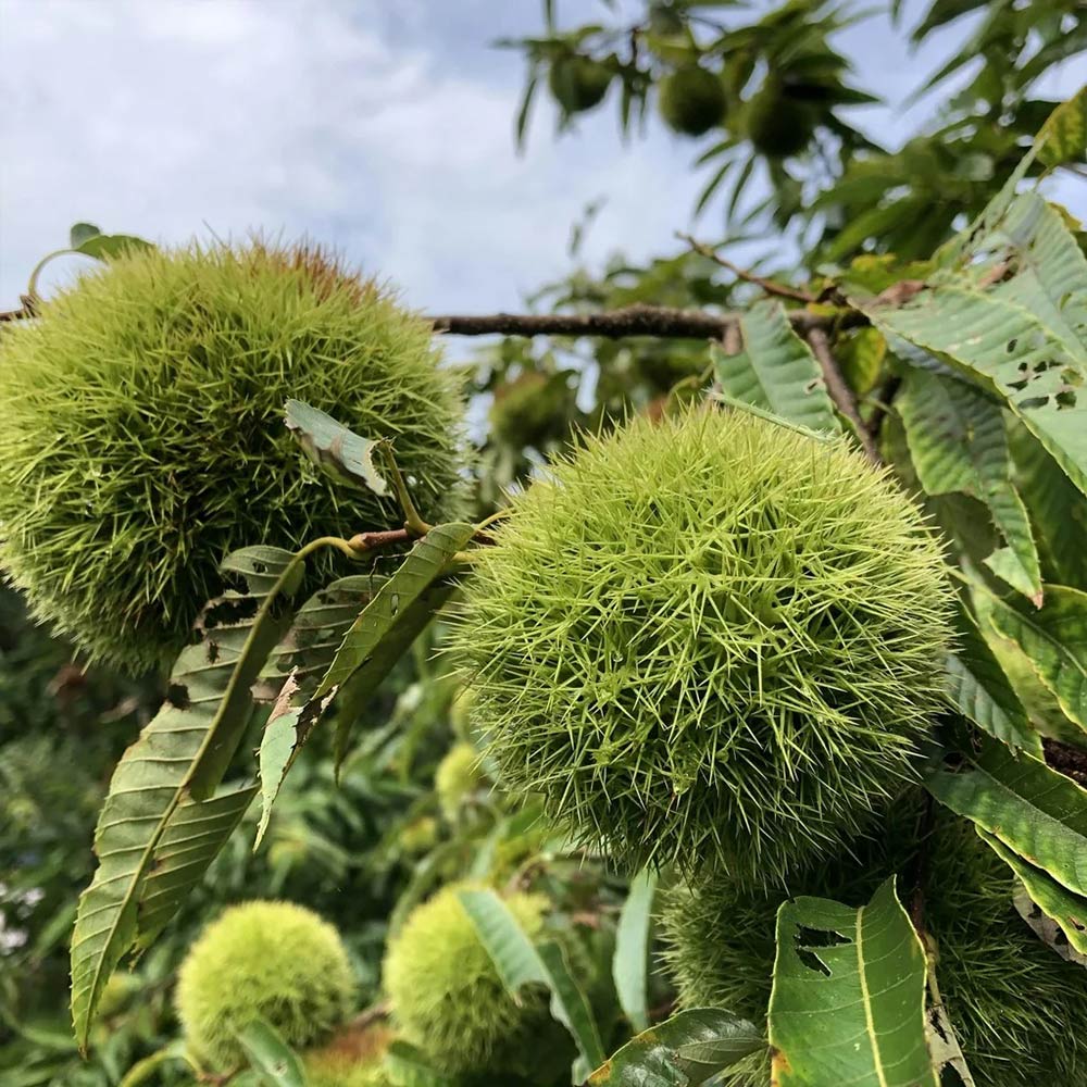 超希少☆特大リトルジェム2.4M(鉢底から)品番C 超希少☆特大リトルジェム2.4M(鉢底から)品番C 超希少☆