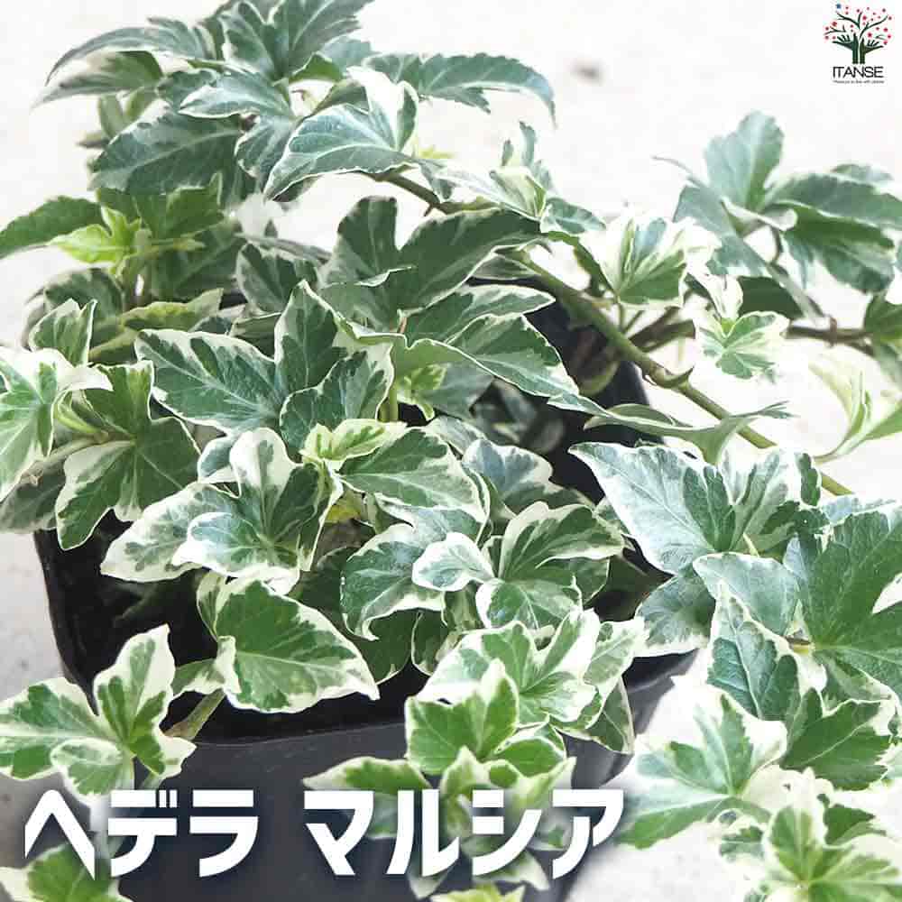 ヘデラ マルシア 【観葉植物 3.5号ポット】
