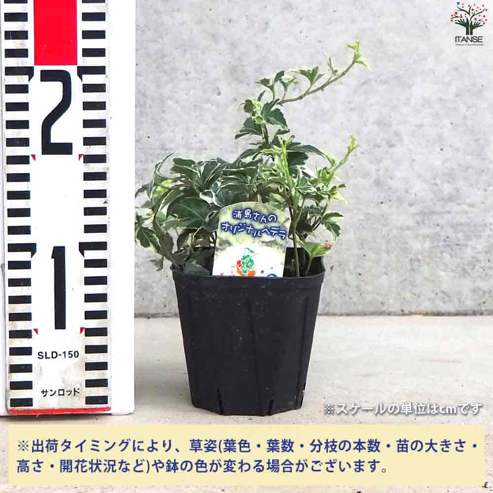 ヘデラ マルシア 【観葉植物 3.5号ポット】