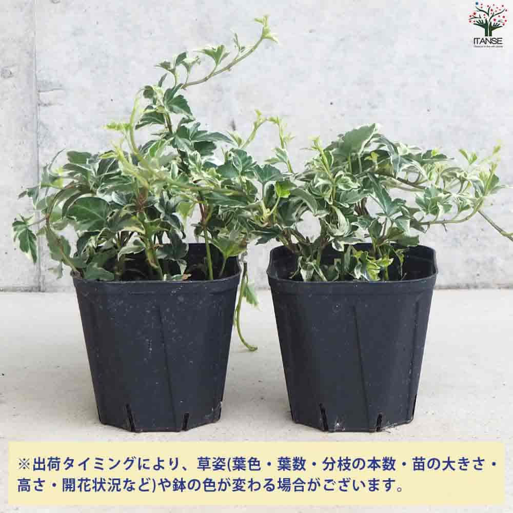 ヘデラ マルシア 【観葉植物 3.5号ポット】