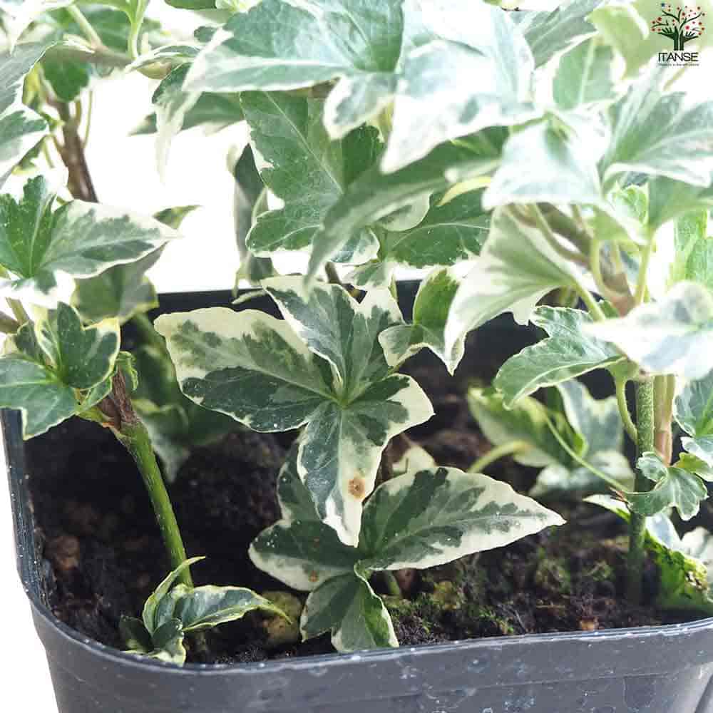 ヘデラ マルシア 【観葉植物 3.5号ポット】