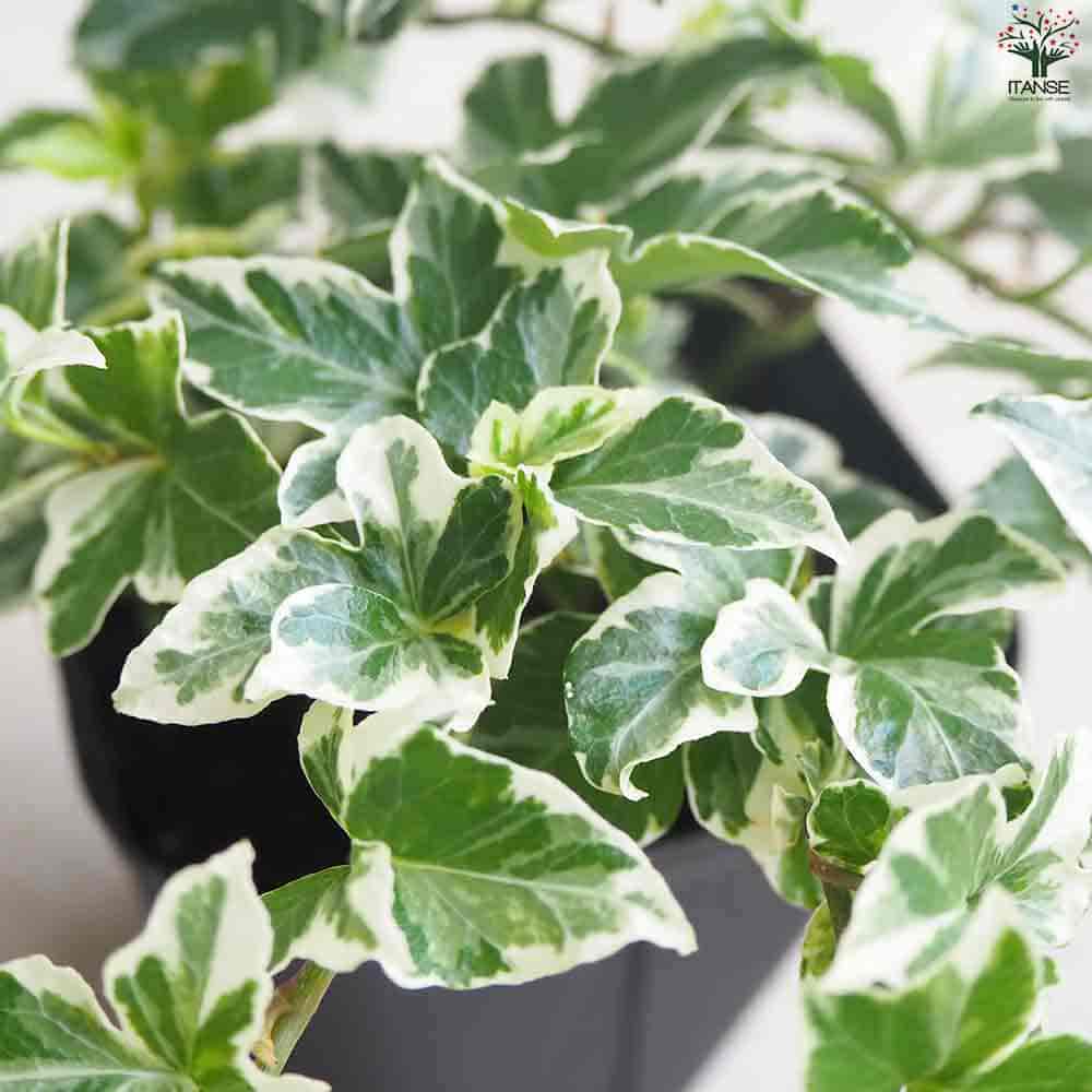 ヘデラ マルシア 【観葉植物 3.5号ポット】