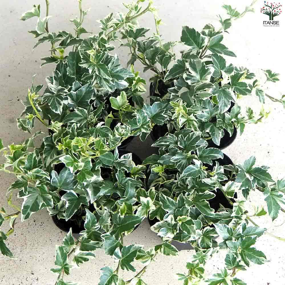 ヘデラ マルシア 【観葉植物 3.5号ポット】