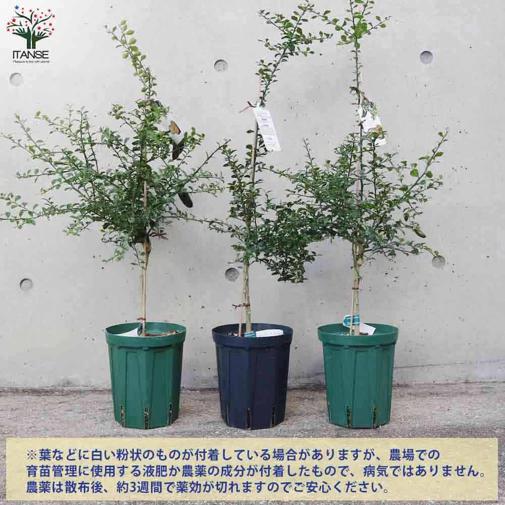 フィンガーライム ダーラムエメラルド 【果樹の苗木 5号鉢／1個売り