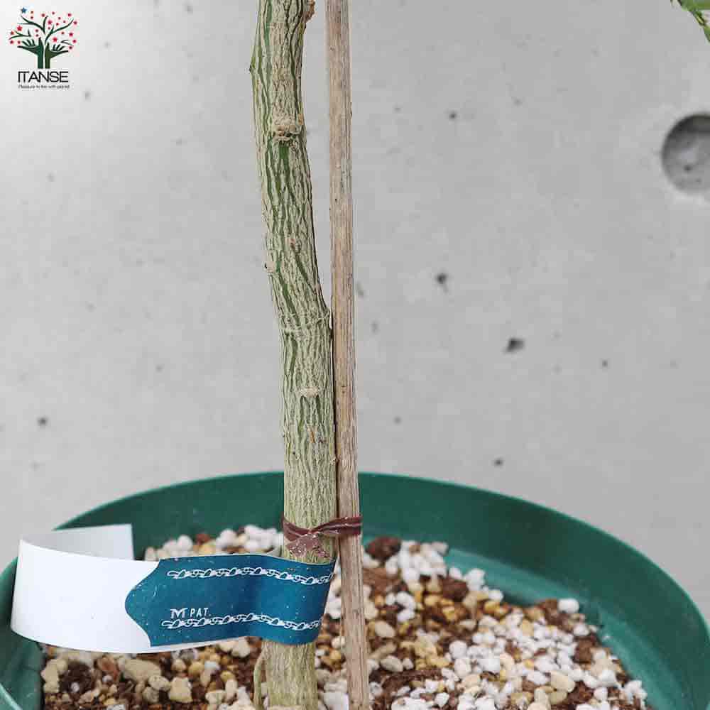 フィンガーライム ダーラムエメラルド 【果樹の苗木 5号鉢／1個売り