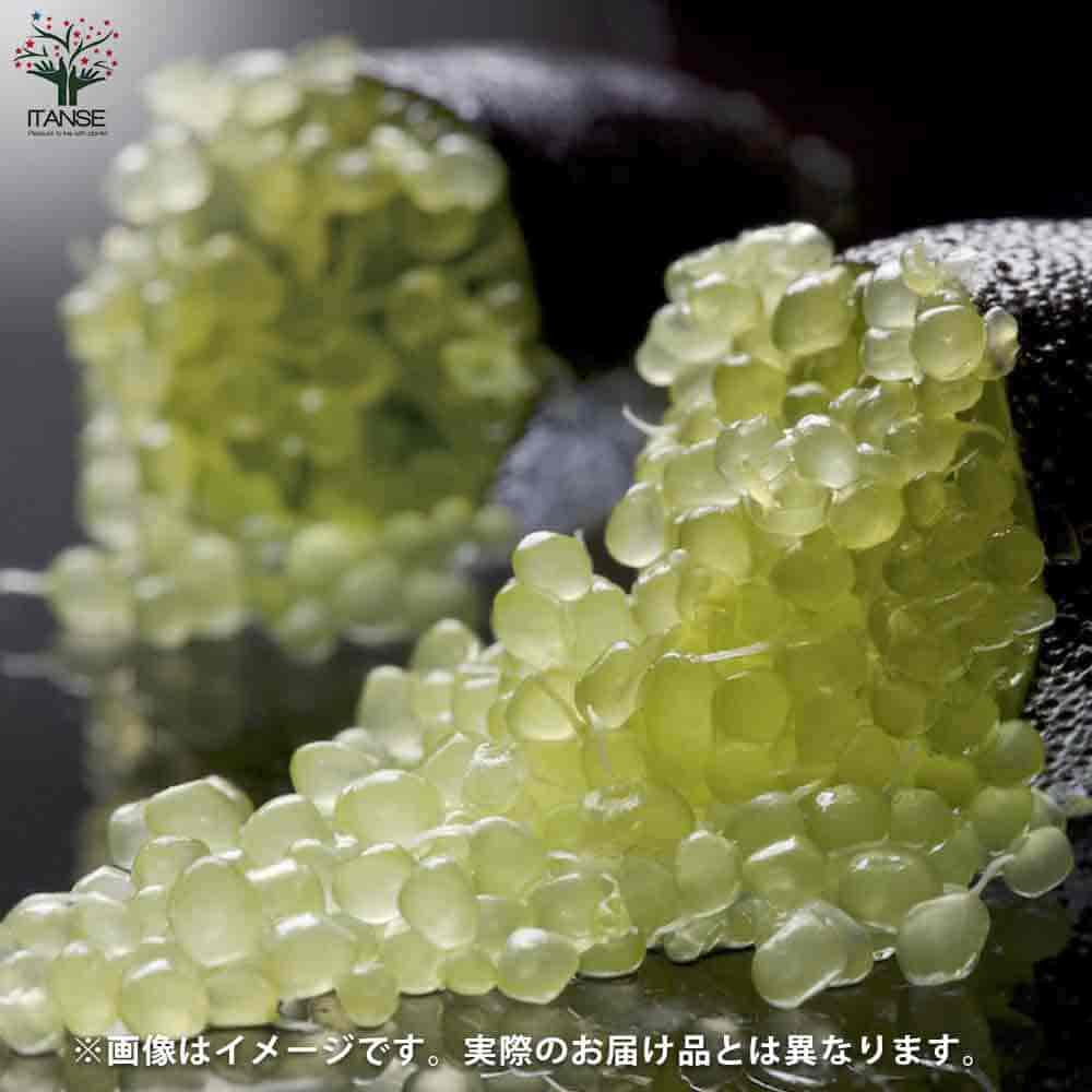 フィンガーライム ダーラムエメラルド 【果樹の苗木 5号鉢／1個売り