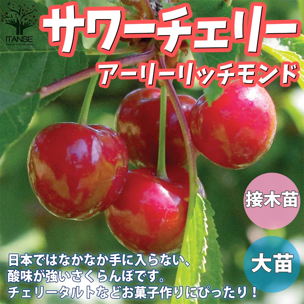 さくらんぼの苗木 サワーチェリー(アーリーリッチモンド)【果樹の苗木