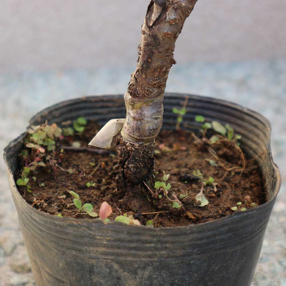 さくらんぼの苗木 サワーチェリー(アーリーリッチモンド)【果樹の苗木