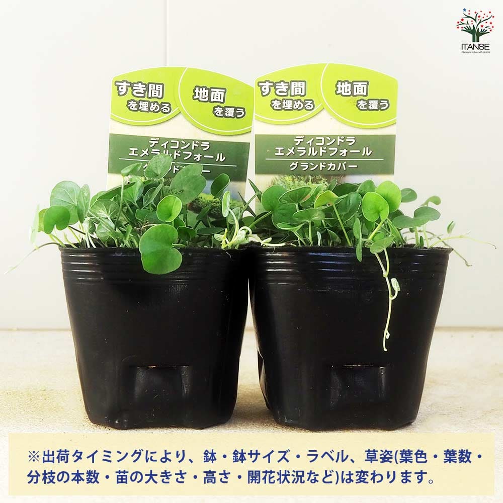 ダイコンドラ エメラルドフォール2個～ 【花苗 9cm】｜ 【植物の