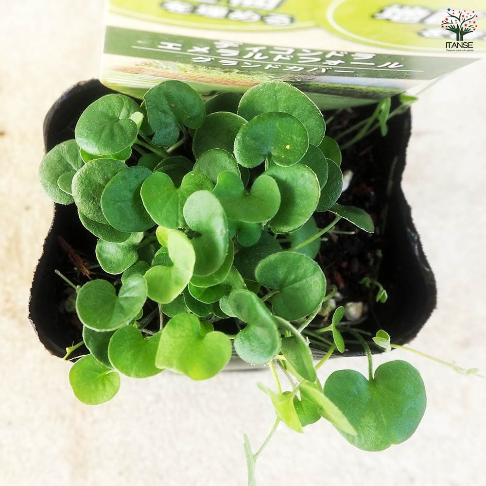 ダイコンドラ エメラルドフォール2個～ 【花苗 9cm】｜ 【植物の