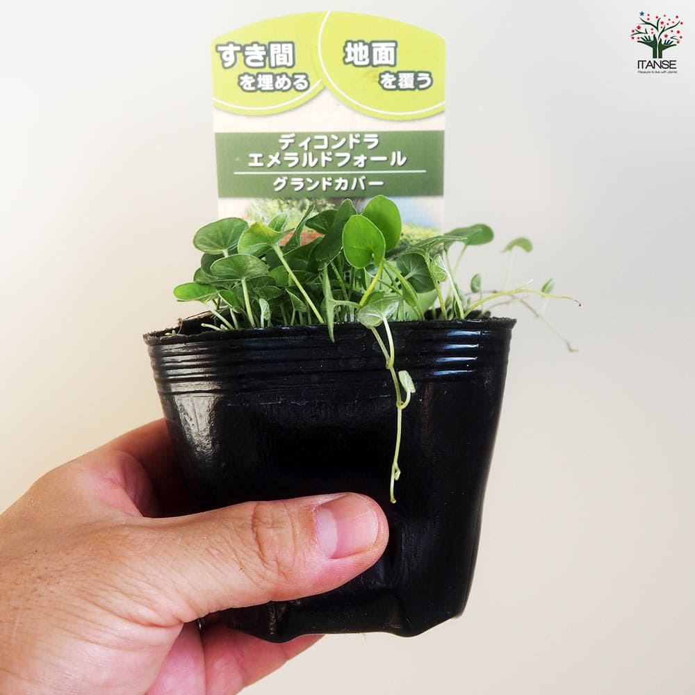 ダイコンドラ エメラルドフォール2個～ 【花苗 9cm】｜ 【植物の
