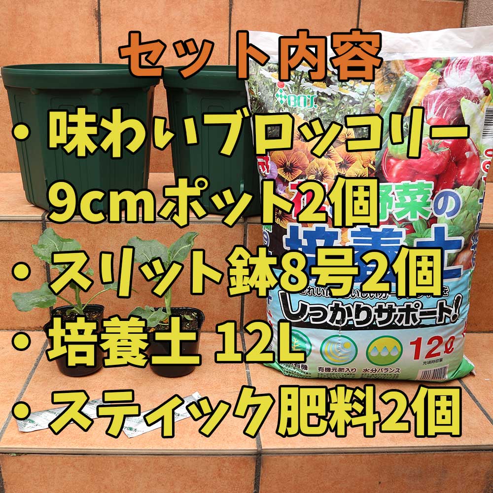 栽培セット 味わいブロッコリー【野菜の苗 9cmポット苗／お買い得2個セット】