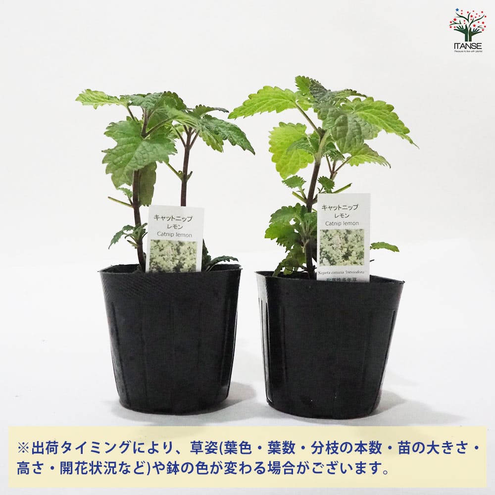 キャットニップ レモン 【ハーブの苗 9cmポット】｜ 【植物の
