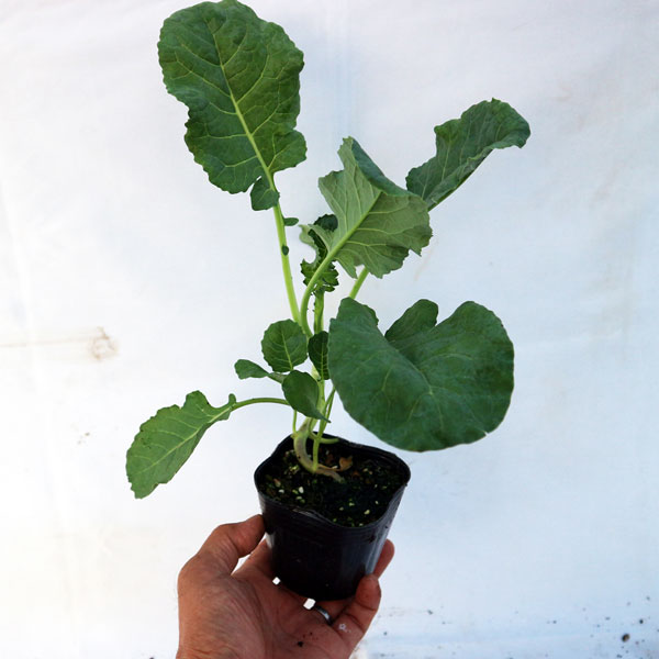 栽培セット 味わいブロッコリー【野菜の苗 9cmポット苗／お買い得2個セット】