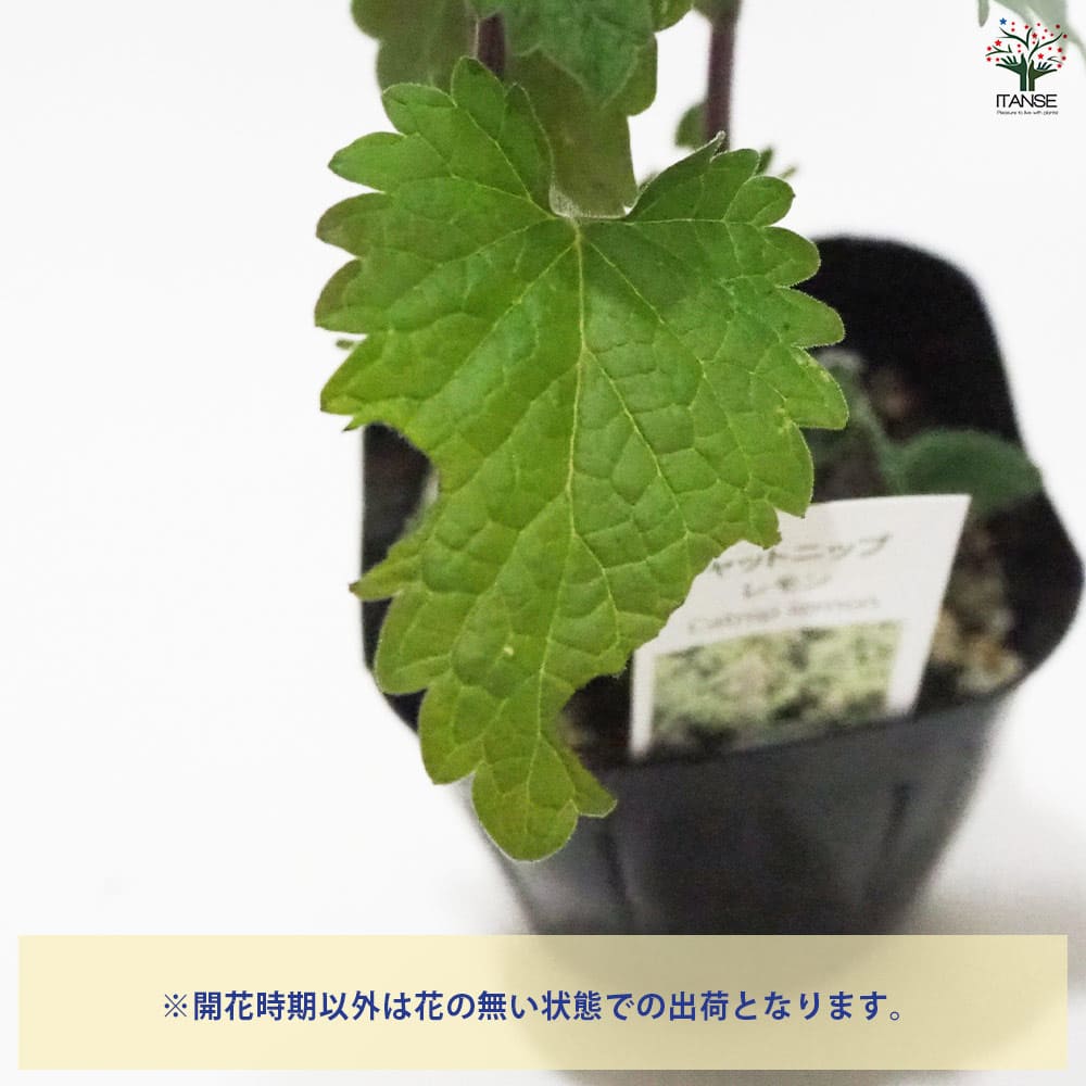 農薬不使用 キャットニップ 抜き苗 キャットニップ イヌハッカ 猫も
