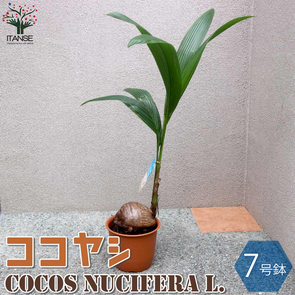 大特価！2鉢価格！ココヤシ　苗　苗木　ココナッツバーム　7号鉢　ヤシの木 週末特価！2鉢価格！ココヤシ 苗 苗木 ヤシの木 ココナッツ