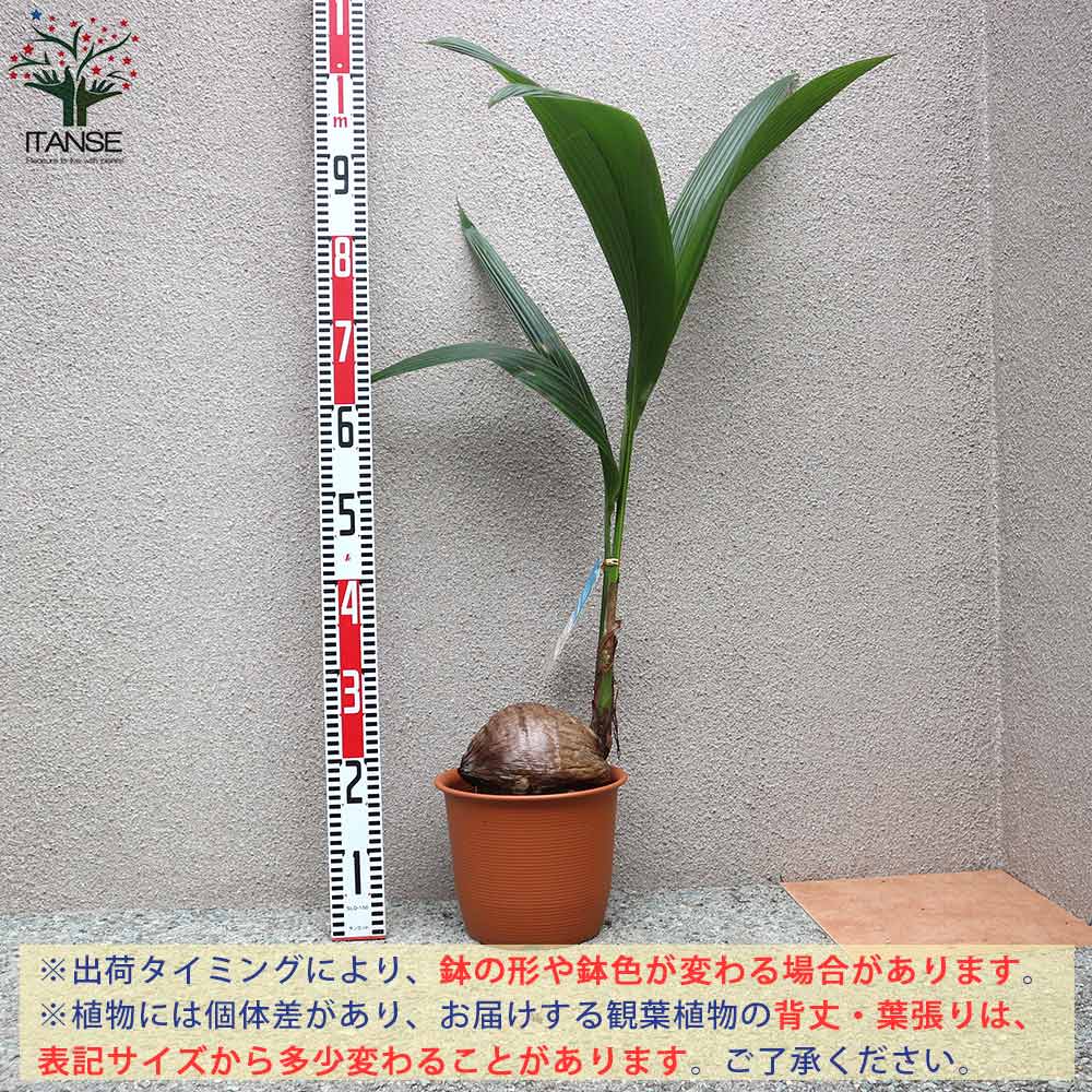 ココヤシ 【観葉植物 7号プラスチック鉢/1個売り】