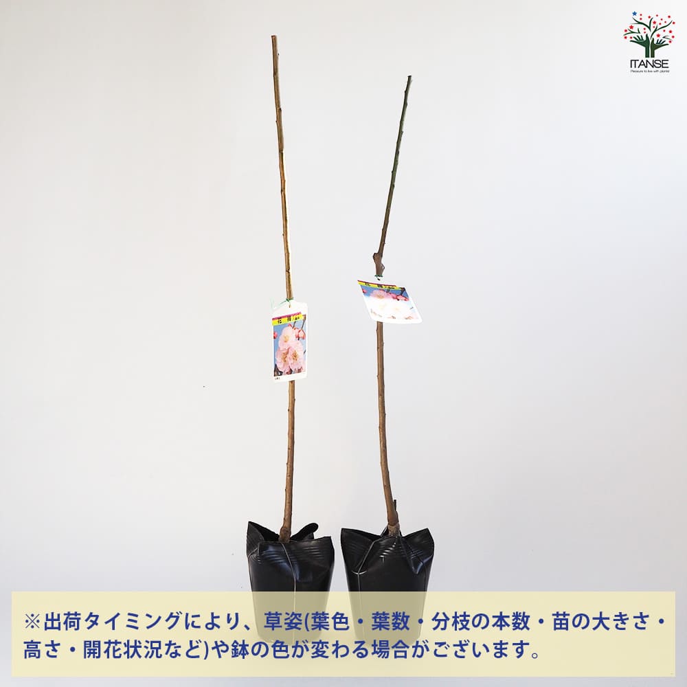 花梅の苗木 ピンク八重咲 【花木苗 4～5号／1個売り】｜ 【植物の
