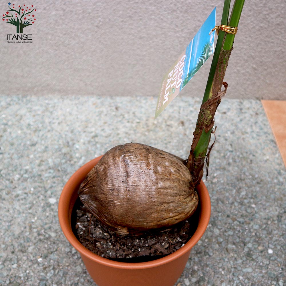 ココヤシ 【観葉植物 7号プラスチック鉢/1個売り】