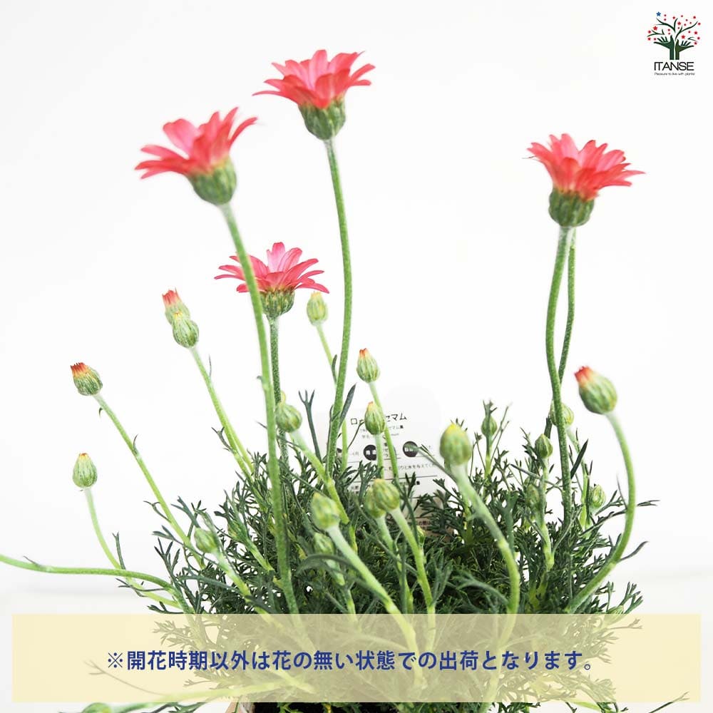ローダンセマム マーズ 【花苗 3.5号】｜ 【植物のITANSE】全品