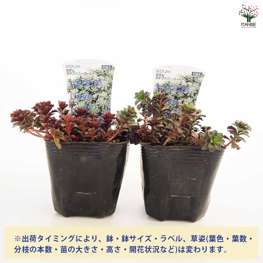 セダム ステファニーゴールド 【多肉植物 2.5～3号】｜ 【植物の