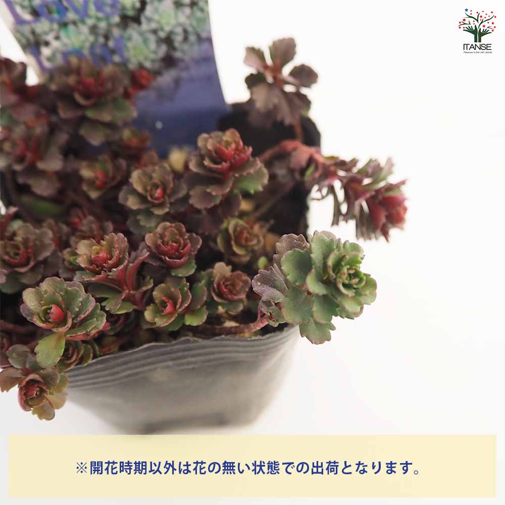 セダム ステファニーゴールド 【多肉植物 2.5～3号】｜ 【植物の