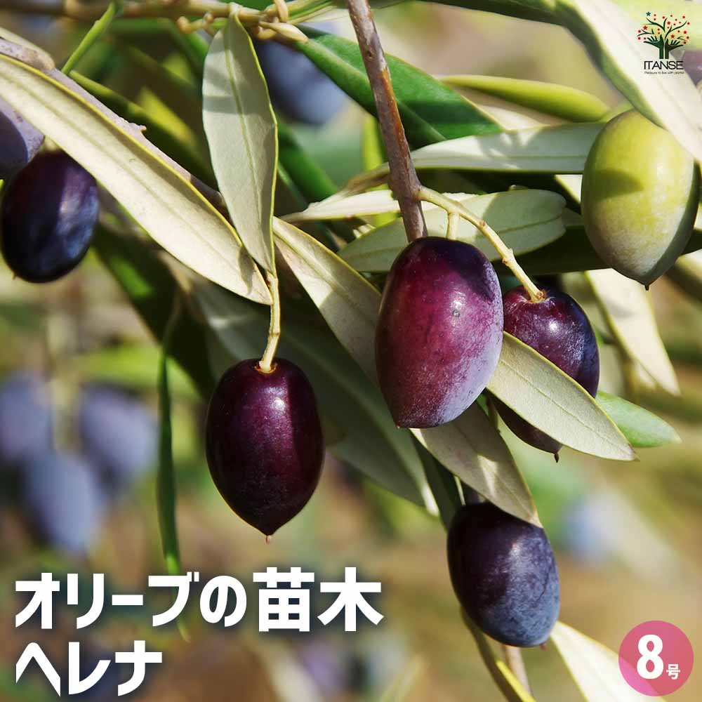 オリーブの木　ヘレナ　約160cm　NO.1847　大型　現品掲載　古木 オリーブの木 ヘレナ 約160cm NO.1847 大型 現品掲載 古木