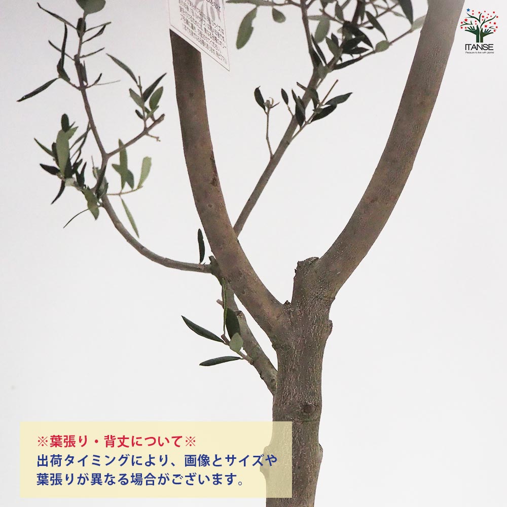 オリーブ ヘレナ 【果樹の苗木 8号／1個売り】｜ 【植物の