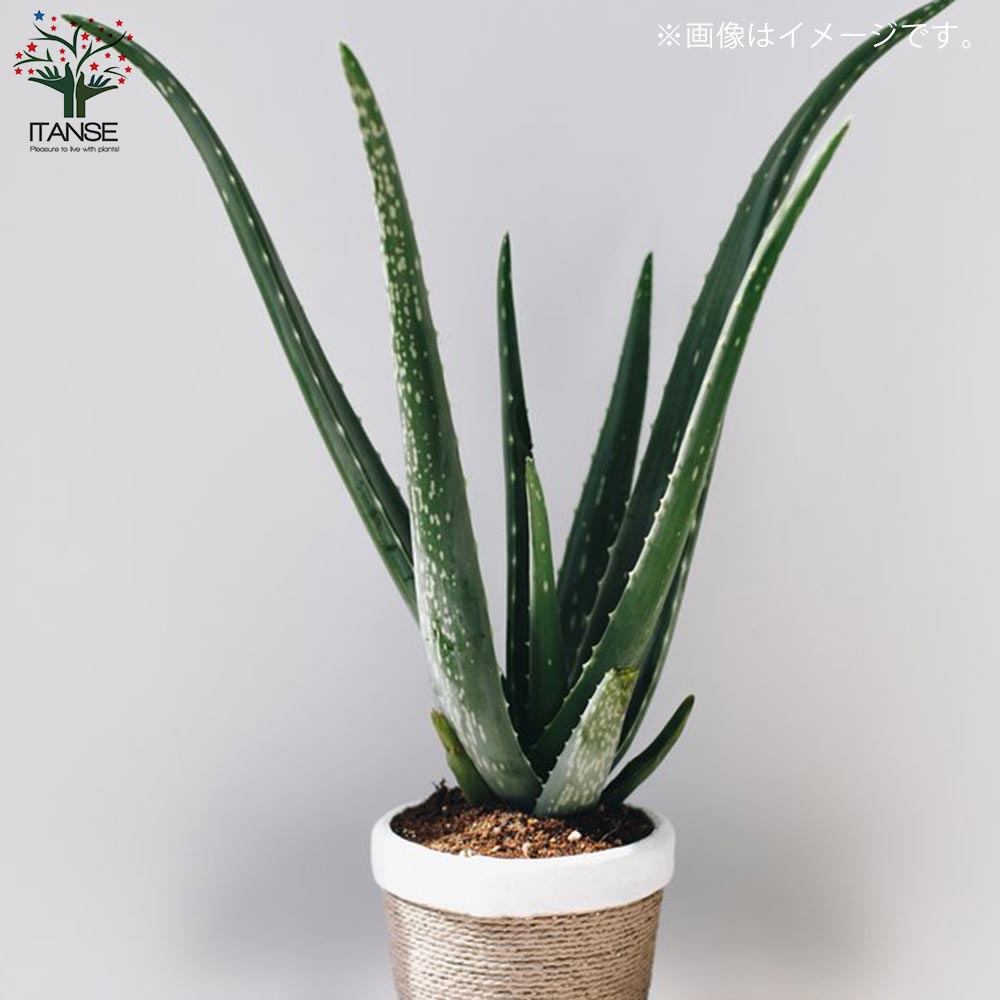 アロエ・ベラ 【ハーブの苗 5号鉢苗 多肉植物苗】｜ 【植物の