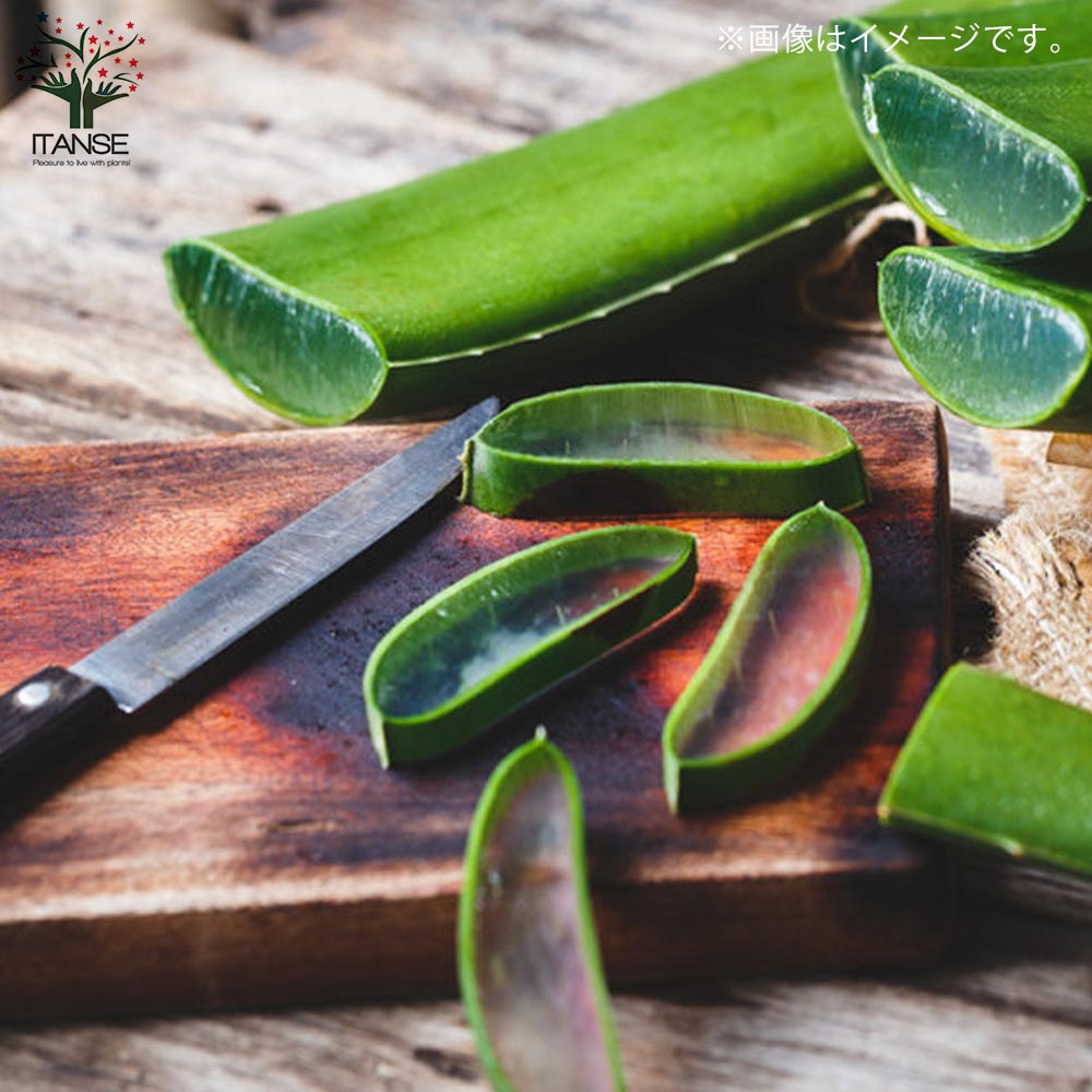 アロエベラ 抜き苗 2つ 0b6440cb48bc855a641cc7ff41454d