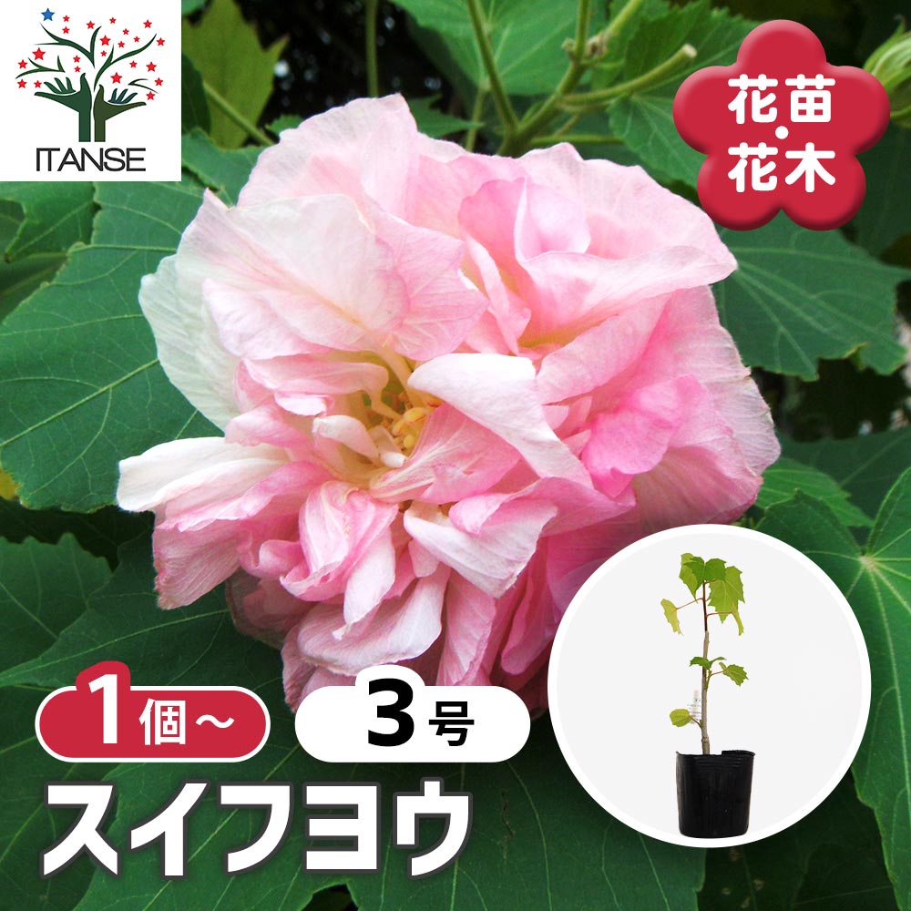 スイフヨウ 【花苗 3号】｜ 【植物のITANSE】全品送料無料