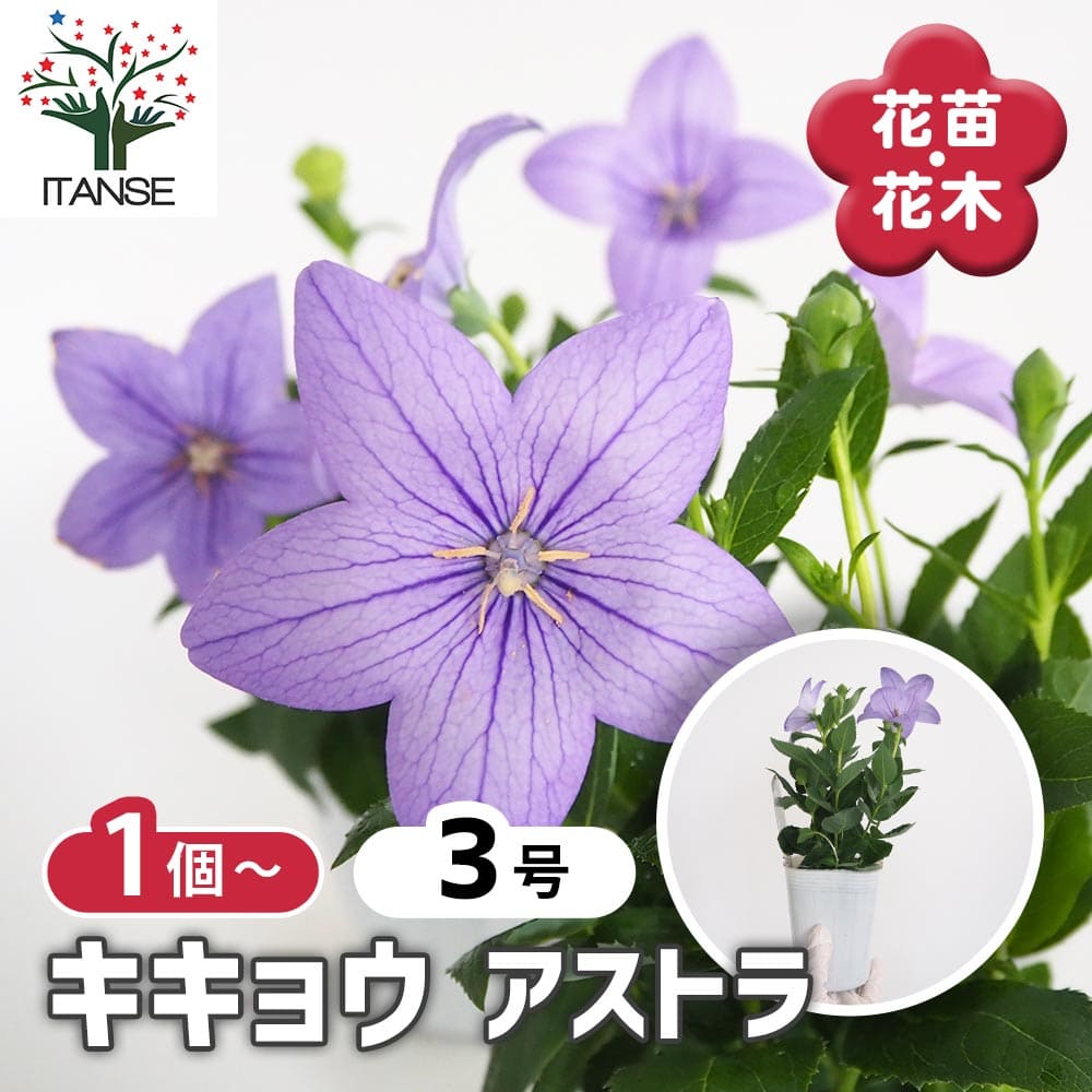 桔梗エサン〇エル 桔梗の苗 アストラ 【花苗 3号】｜ 【植物のITANSE】全品