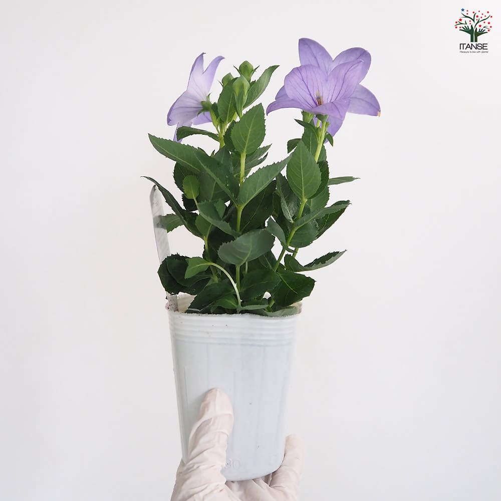 桔梗の苗 アストラ 【花苗 3号】｜ 【植物のITANSE】全品送料