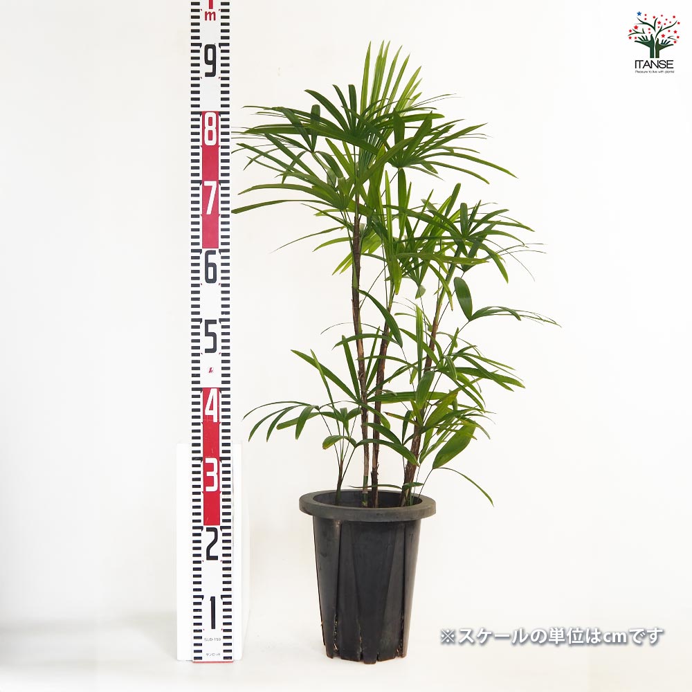 シュロチク 【観葉植物 7号／1個売り】｜ 【植物のITANSE】全品