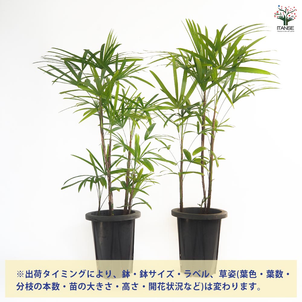 シュロチク 【観葉植物 7号／1個売り】｜ 【植物のITANSE】全品