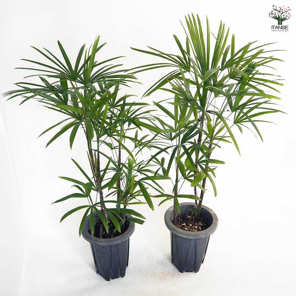 シュロチク 【観葉植物 7号／1個売り】｜ 【植物のITANSE】全品