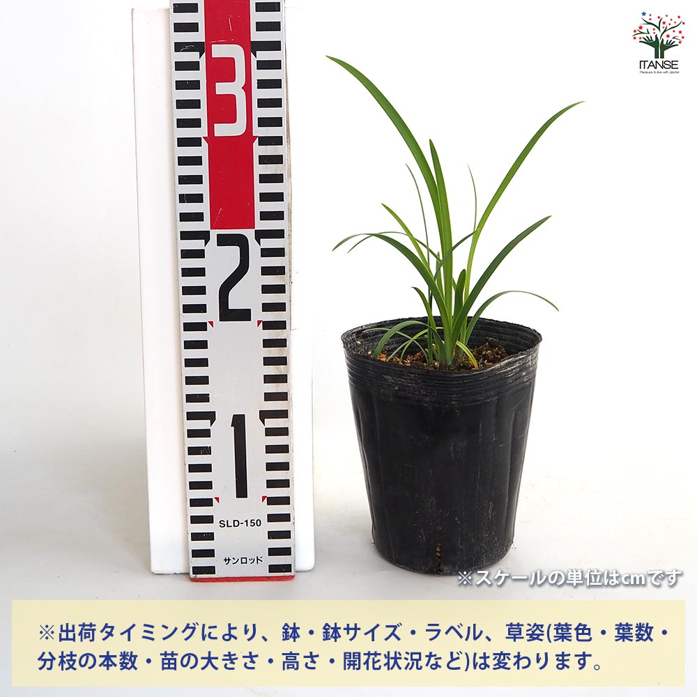 アガパンサス ホワイトヘブン 【花苗 4号／1個売り】｜ 【植物の