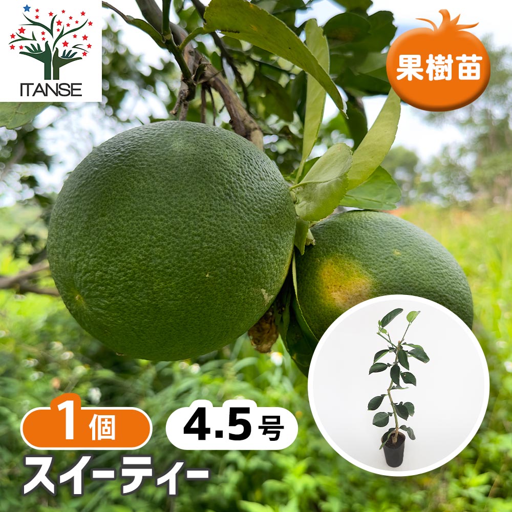 柑橘 果樹苗 スイーティー 苗木 スイーティーの苗木 【果樹の苗木 4.5号/1個売り】| 【植物の