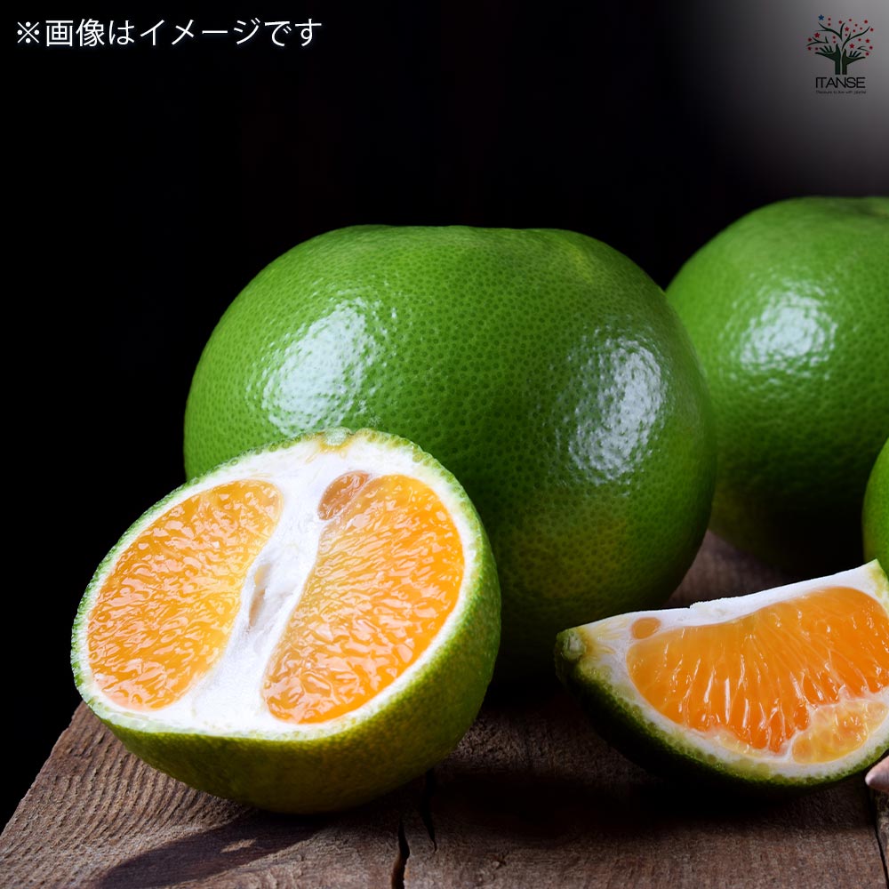 スイーティーの苗木 【果樹の苗木 4.5号／1個売り】