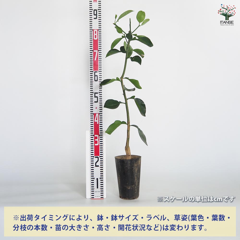 柑橘　果樹苗　スイーティー　苗木 柑橘 苗木 スイーティー 15cmポット苗 かんきつ 苗 カンキツ