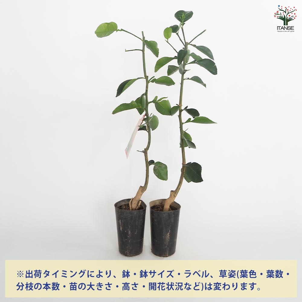 柑橘　果樹苗　スイーティー　苗木 スイーティーの苗木 【果樹の苗木 4.5号／1個売り】｜ 【植物の